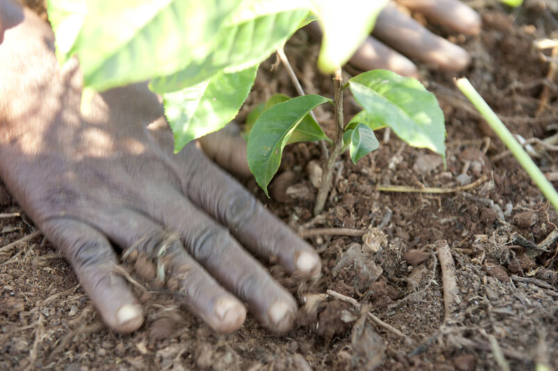 Beijer Ref Belgium steunt landbouwers in Malawi via het Satamwa project
